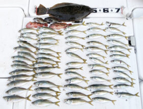 釣果ブログが出来ました♪